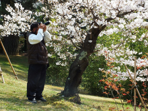 Cherry Blossoms in Ritsurin Garden - 2015 edition