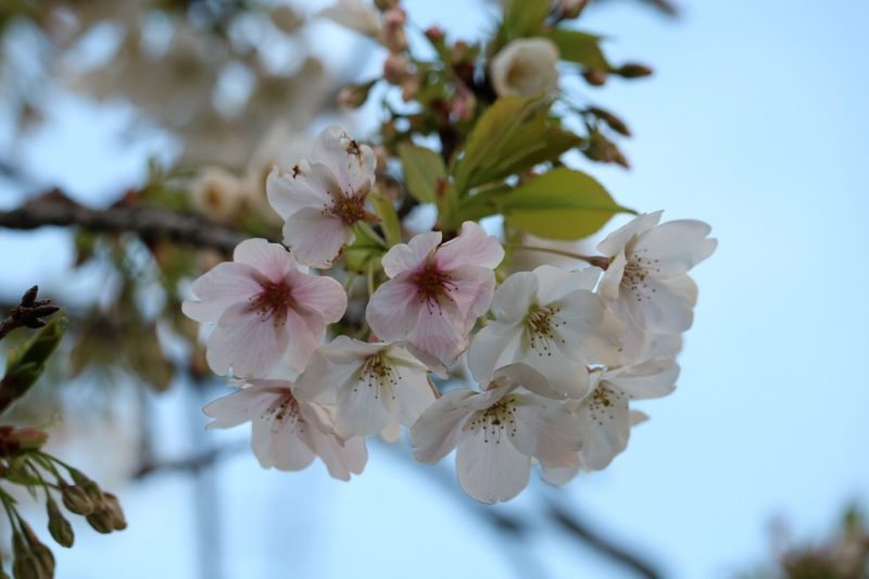 Has Cherry Blossom Season Started?